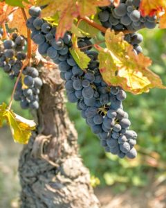 seizoenen piëmonte
