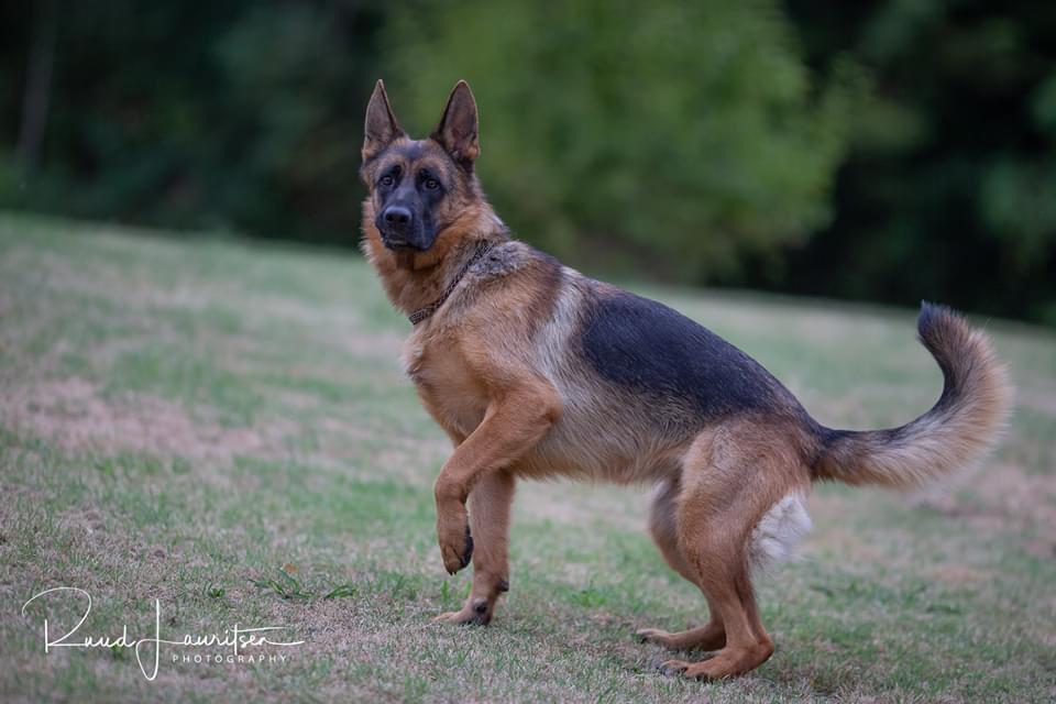 Lees meer over het artikel Op vakantie met je hond bij Casa Valle Erro in Piëmonte