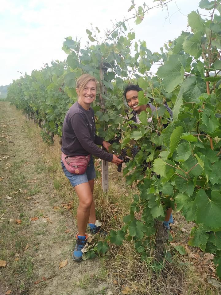 Lees meer over het artikel het is half september in Piëmonte, tijd voor de vendemmia!