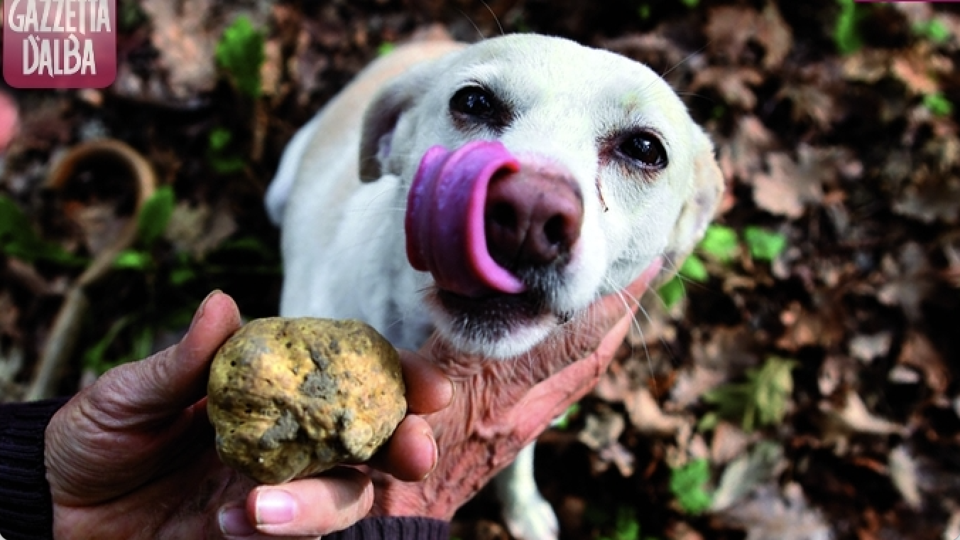 Lees meer over het artikel Het seizoen van de witte truffel is weer aangebroken in Piëmonte!