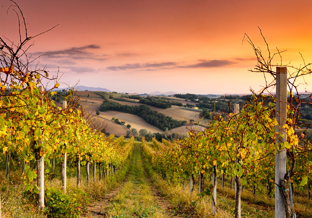 Lees meer over het artikel Piëmonte is één van de belangrijkste wijnregio’s in de wereld