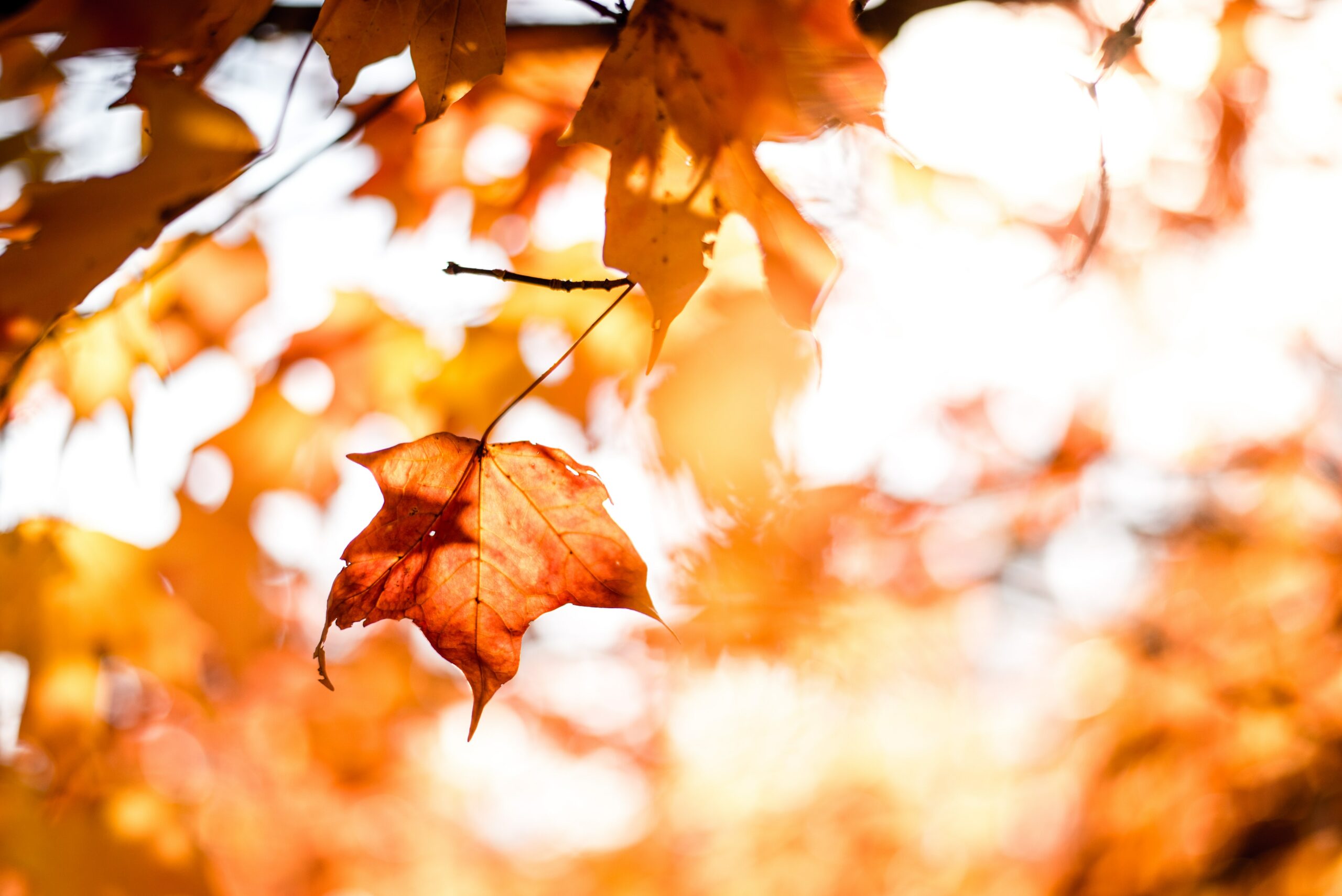 Lees meer over het artikel 6 magische plekken en evenementen in Piëmont in de herfst